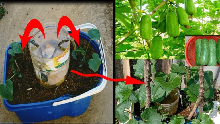 Dieser einfache Trick verwandelt jede Plastikkiste in ein Wahnsinns-Squash-Bett…