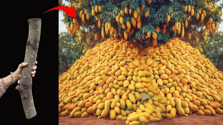 Dieser einfache Trick lässt deinen Mangobaum in kürzester Zeit reichlich Früchte tragen…