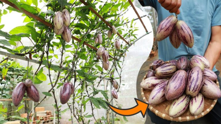 Dieser vergessene Trick lässt deine Melonen im Garten schneller reifen als je zuvor…