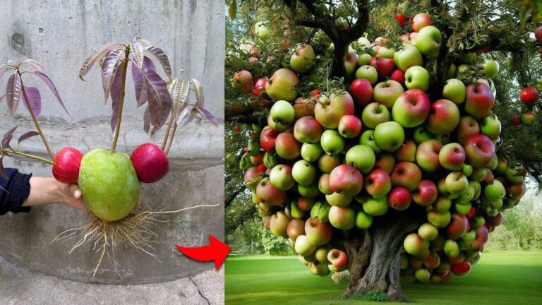 Dieser vergessene Trick verbindet Mango und Apfel spielend leicht für eine unglaubliche