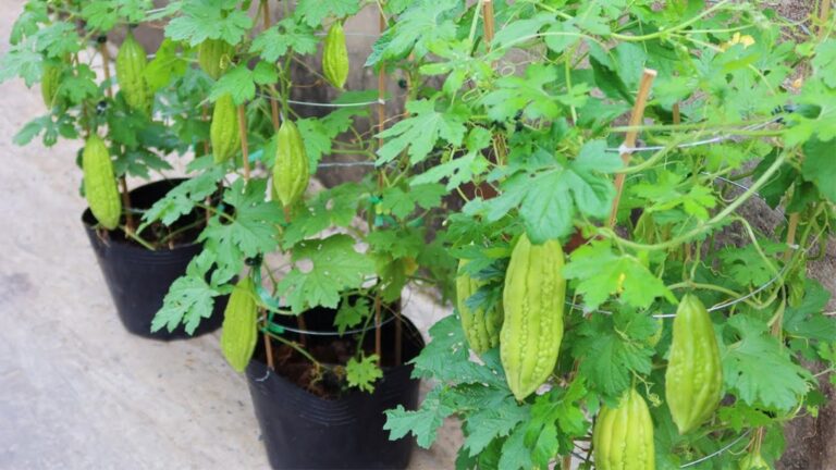 Dieser vergessene Trick lässt deinen Bittermelonen-Anbau zum Erfolg werden …