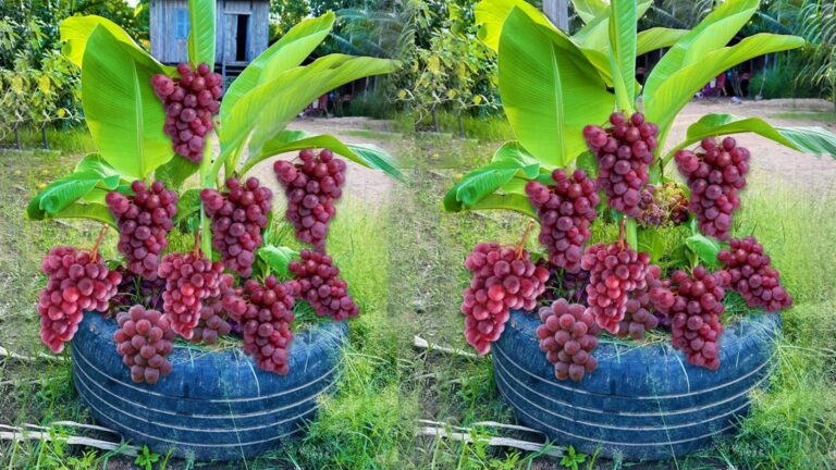 Mit dieser überraschenden Technik vermehrst du Bananen und erntest mehr Früchte als je