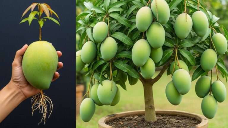 Ein alter Trick, um in 4 Schritten köstliche Mangos im eigenen Garten zu züchten…