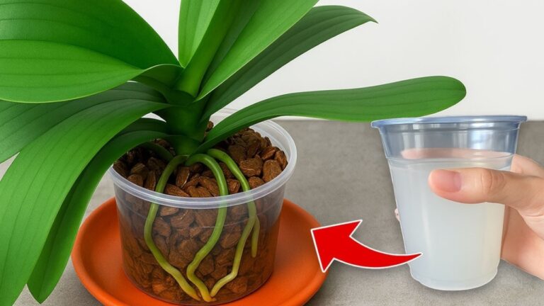 5 Tipps für üppige Orchideenblüte – So bringst du sie zum Erstrahlen!