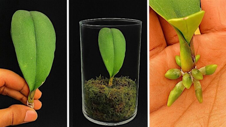 5 Tipps, um 1 Orchideenblatt schnell Wurzeln zu verleihen und ganzjährig zum Blühen zu bringen