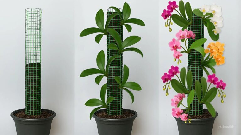 6 einfache Tipps, damit deine Orchideen nie wieder verblassen!