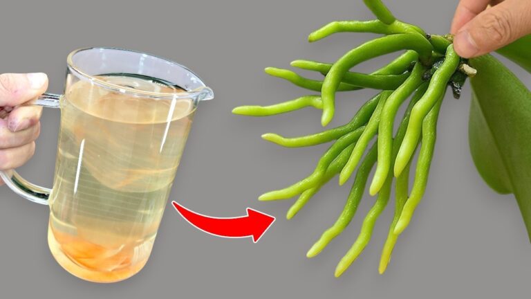 So stärkst du deine Orchidee: 5 geniale Tipps für üppiges Blühen!