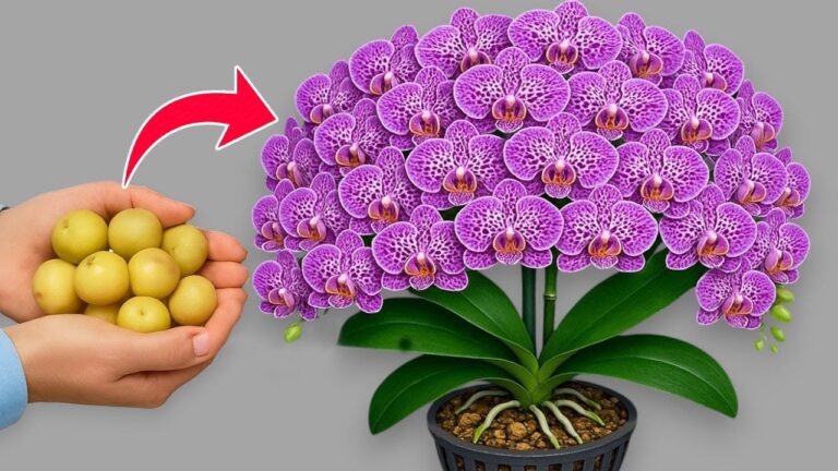 Die 1 geheime Methode für blühende Orchideen das ganze Jahr über!