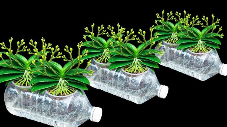 10 Tipps für Orchideen, die ganzjährige Blütenpracht ohne Wurzelfäule garantieren
