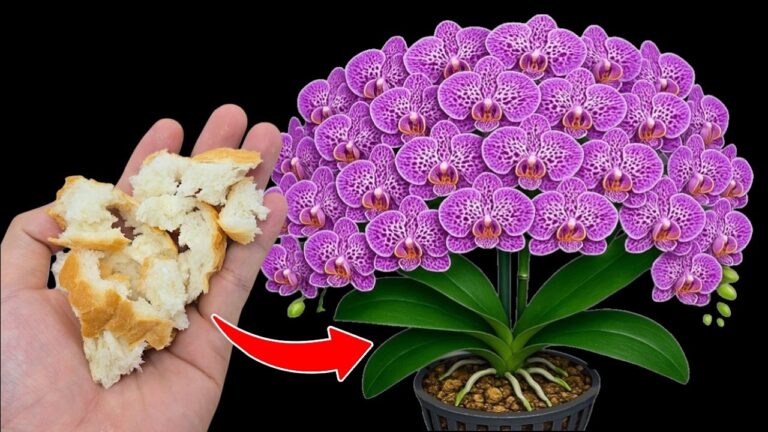 Erwecke deine Orchidee mit 1 einfachen Trick zu neuem Leben! Blüht das ganze Jahr!