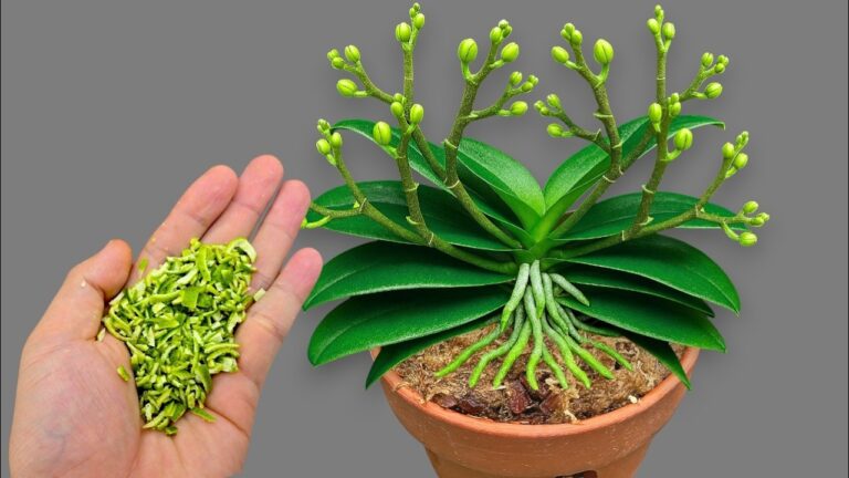 1 Löffel pro Woche: So blühen deine Orchideen das ganze Jahr über!