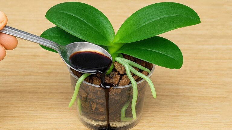 5 einfache Tipps, um deine Orchideen nie wieder zu verlieren!