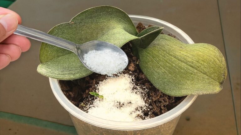 5 einfache Tipps, um verwelkte Orchideen im Handumdrehen zum Blühen zu bringen