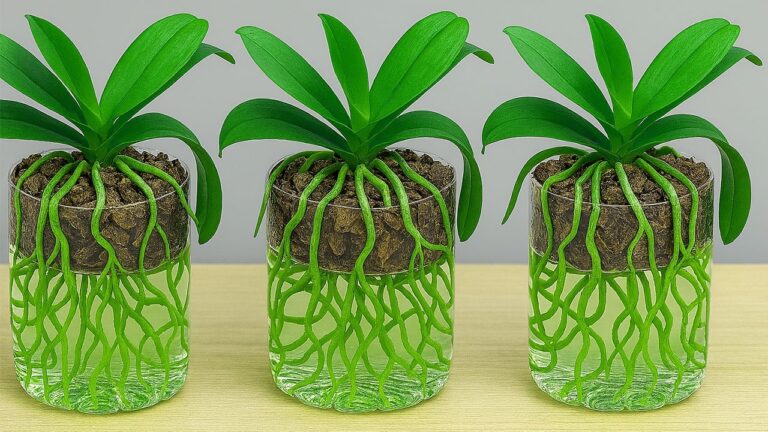 So findest du 5 einfache Tipps für prachtvolle Orchideenbloom in Wasserflaschen!