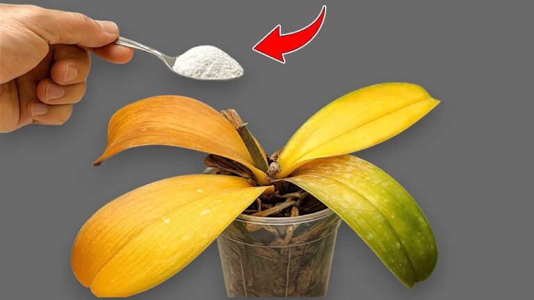 1 Löffel für blühende Orchideen das ganze Jahr über – so einfach geht’s!