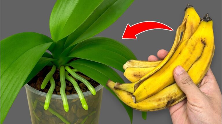 10 Geheimtipps für Orchideen: Einmal im Monat und sie blühen prächtig!