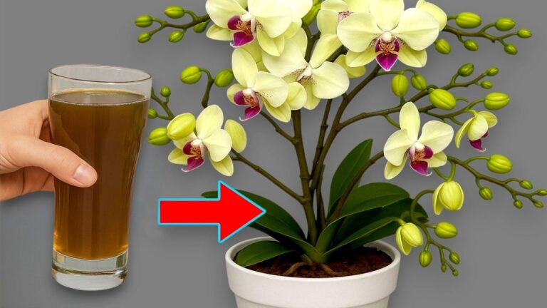 5 einfache Tipps, damit deine Orchideen das ganze Jahr blühen!