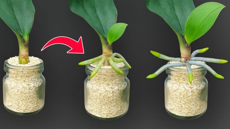 5 Tipps: So gedeihen Orchideen mit Reis und blühen das ganze Jahr!