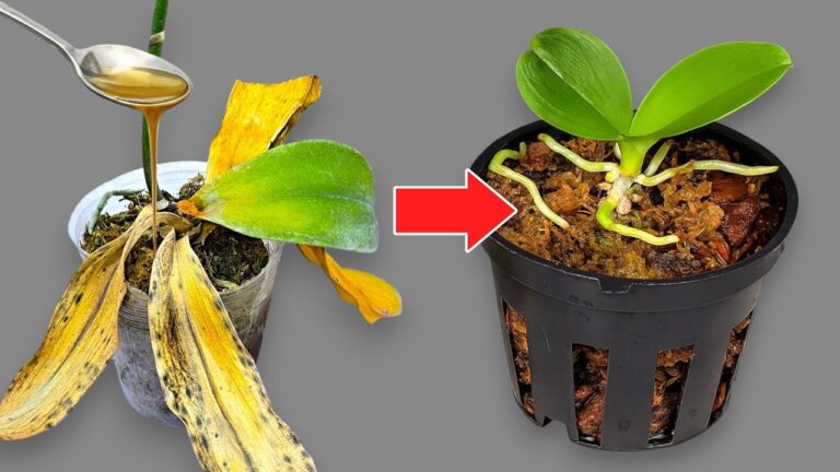 5 geniale Tipps für das perfekte Revival deiner Orchideen mit magischem Wasser!