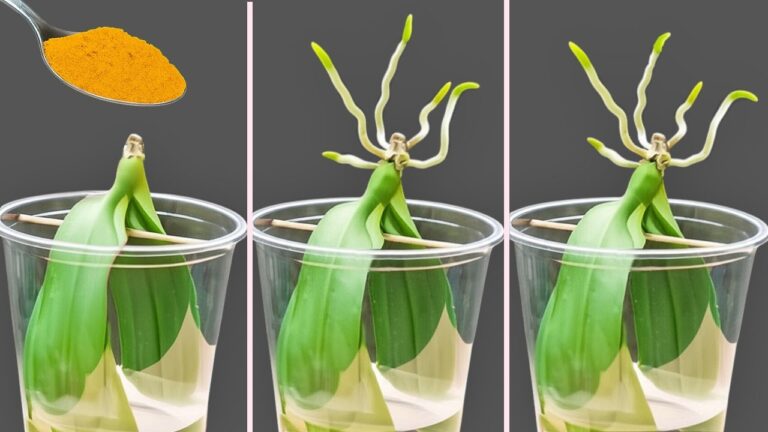 So züchtest du 5 Orchideenblätter ohne Wurzeln – Die geniale Methode entdecke jetzt!