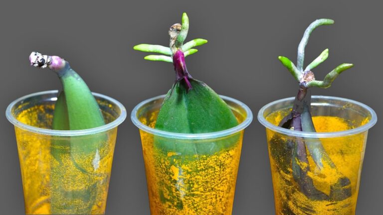Der 1 magische Geheimtipp für schnell wurzelnde Orchideen, den niemand verrät!