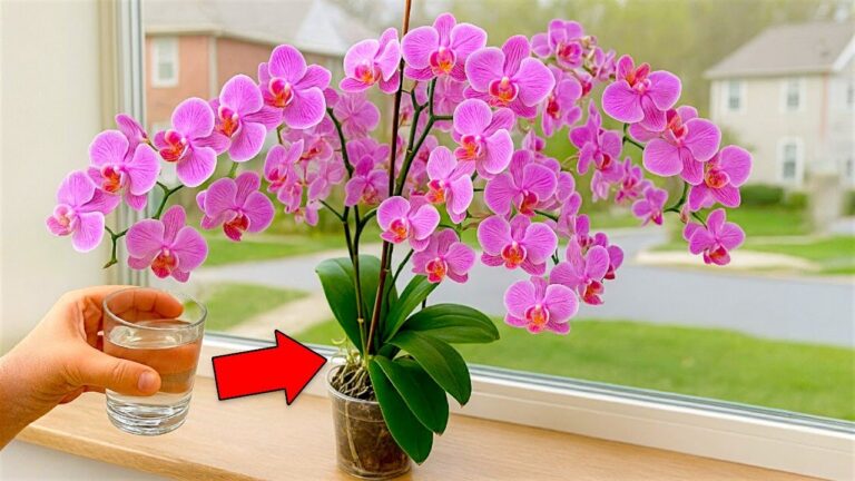 Steigere das Wurzelwachstum deiner Orchidee um 200% in nur 4 Schritten!