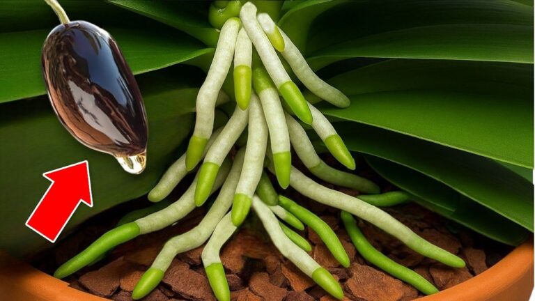 In 15 Tagen zur blühenden Orchidee: So gelingt der perfekte Blumenaustrieb!