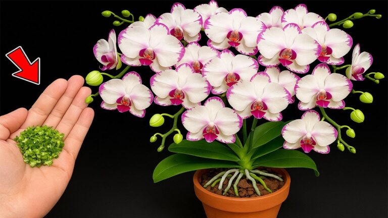 Entdecke 5 Tipps für die ganzjährige Blüte deiner Orchideen!