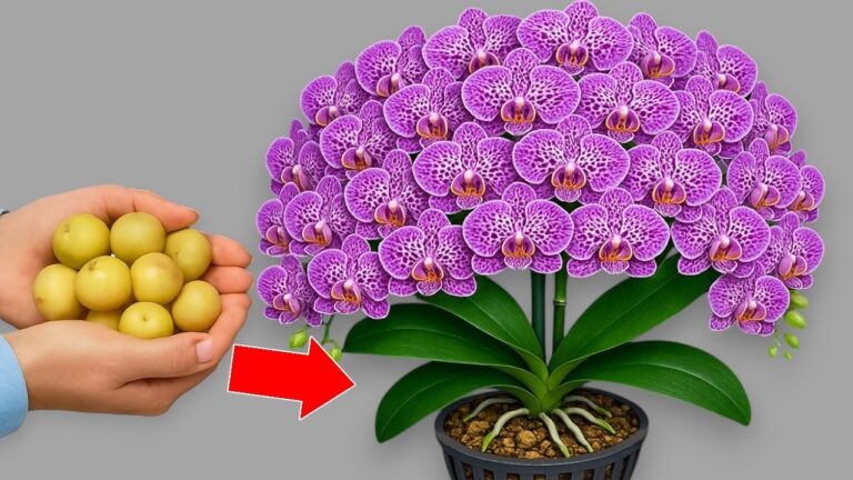 Immer 100 Blüten: So zauberst du mit einem Trick aus einer Orchidee!