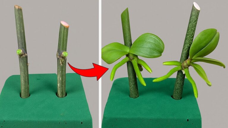 8 Tipps zur schnellen Vermehrung von Orchideen mit Floral Foam