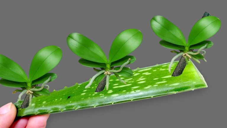 10 einfache Tipps für die ganzjährige Orchideen-Blüte direkt am Ast!