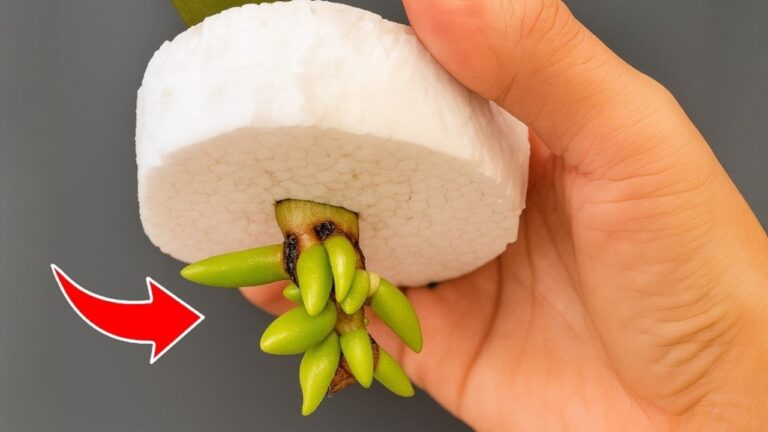 6 einfache Tipps für schnelles Wurzeln von Orchideen und ganzjährigen Blüten!