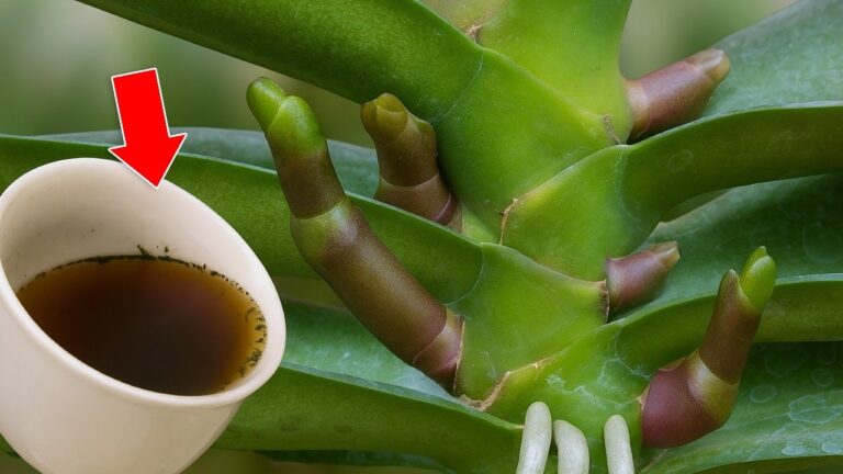 5 Tipps für blühende Orchideen das ganze Jahr über! Entdecke die Geheimnisse!