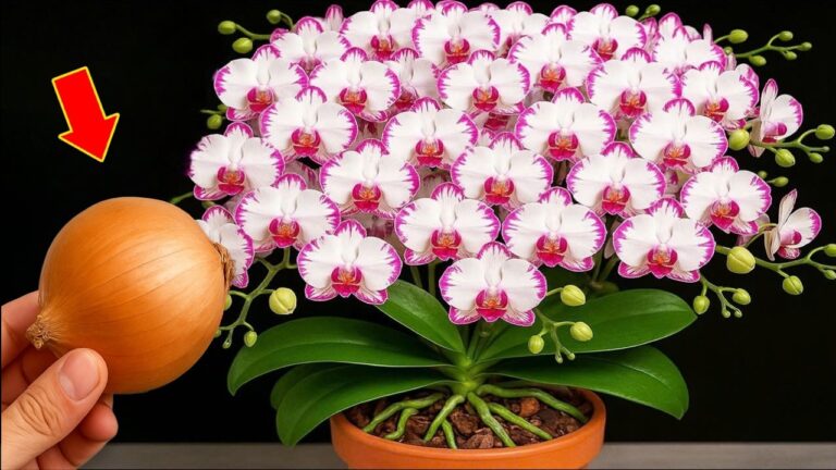 100 Wurzeln unter der Orchidee: So blüht deine Pflanze das ganze Jahr über!