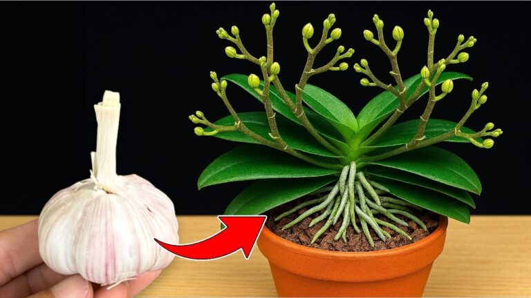 Wachse deine Orchideen: 1 Knoblauchtrick für das ganze Jahr!