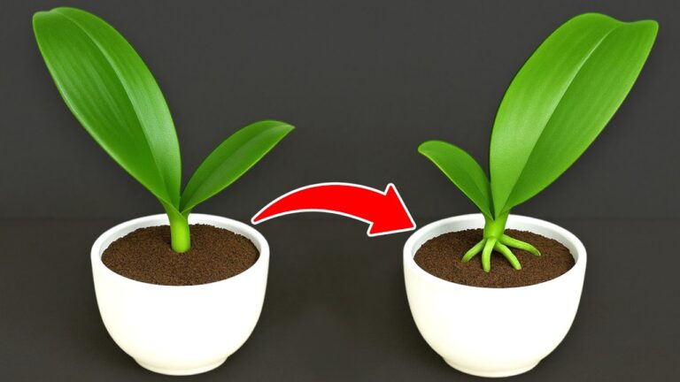 5 Tipps für selbst Wurzel bildende Orchideenblätter – Erfolg in nur 7 Tagen!