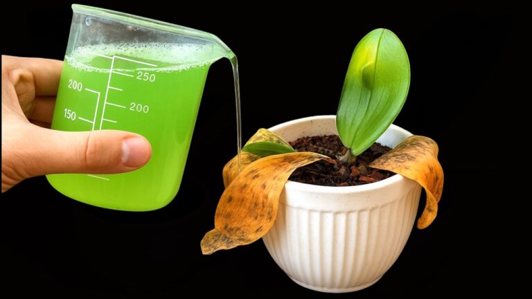 5 Schritte, um jede verwelkte Orchidee magisch zum Blühen zu bringen!