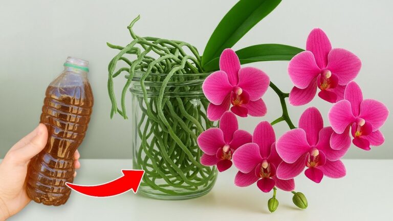 5 Schritte für blühende Phalaenopsis: DIY Naturdünger für Orchideen!