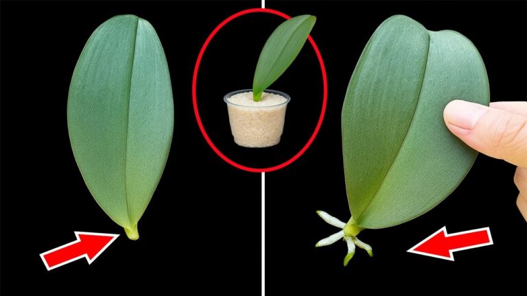 So pflegst du Orchideen: 5 geheime Tipps für viele Wurzeln und Blüten