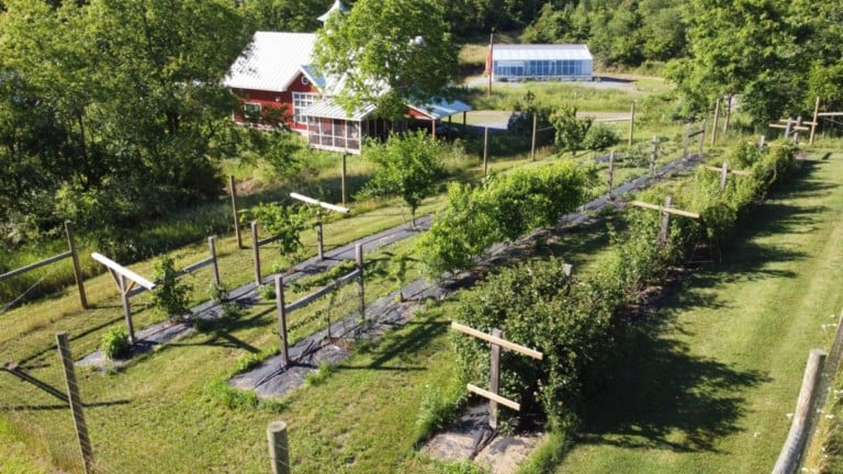So schaffen Sie einen rehkitzsicheren, drought-resistenten Obstgarten im eigenen Garten