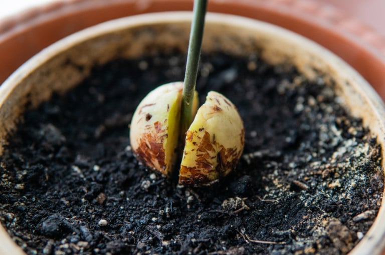 Avocadobaum aus Kern ziehen: So gelingt der Früchtetrag
