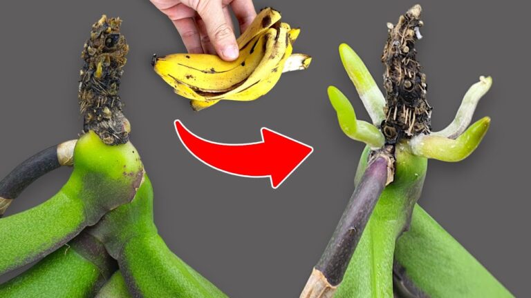 Entdecke 5 Geheimnisse für Orchideen: 200% mehr Wurzeln und traumhafte Blüten!