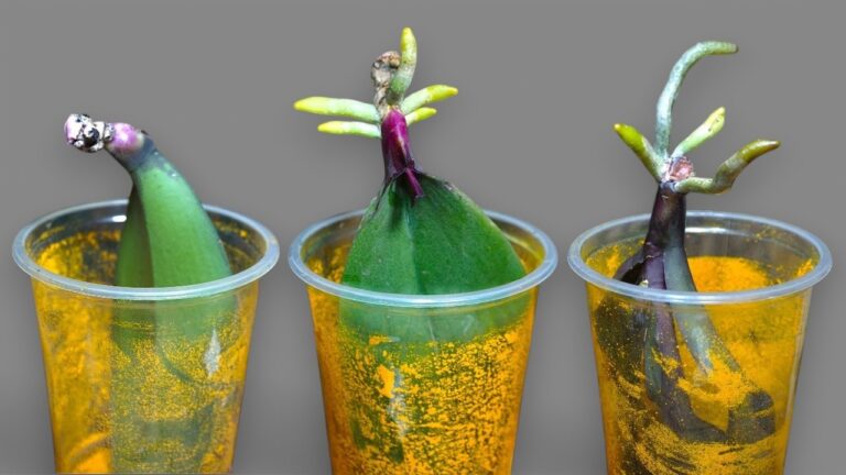Entdecke, wie Orchideen mit nur Reis 200% bessere Wurzeln und großartige Blüten erzielen!