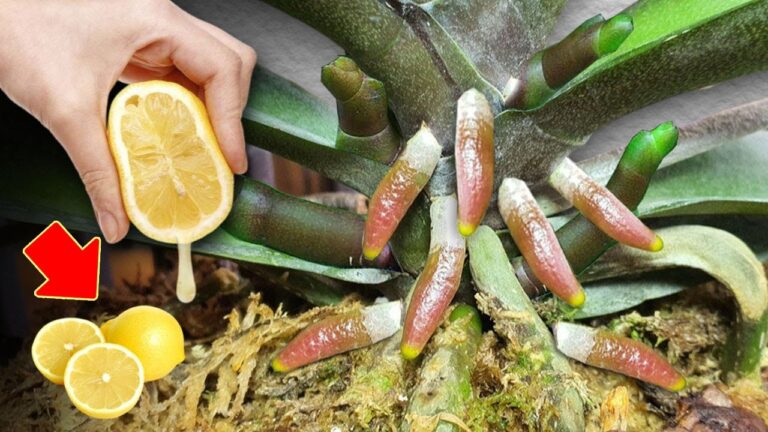 Entdecke 7 Geheimnisse, wie Orchideen mit Superwurzeln blühen und 100 Mal stärker werden!