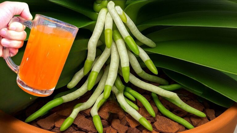 1 Löffel für 1001 Wurzeln: So blüht jede schwache Orchidée auf!