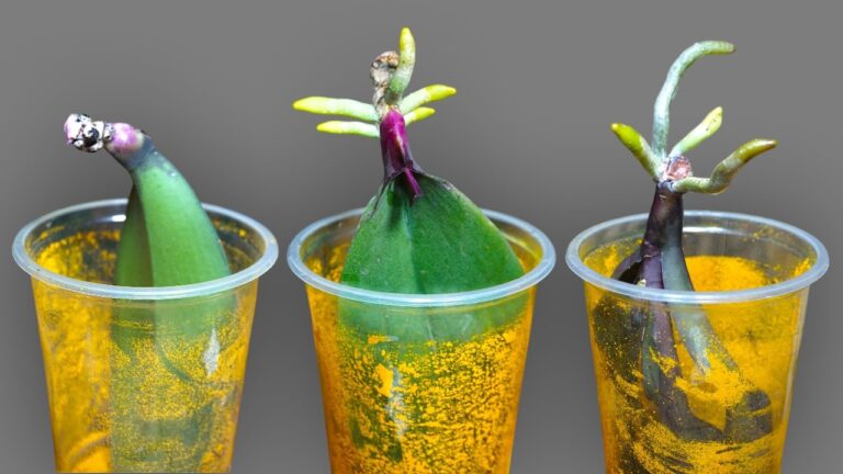 5 Tipps für das schnelle Wachsen von Orchideen in Wasser ohne Wurzeln