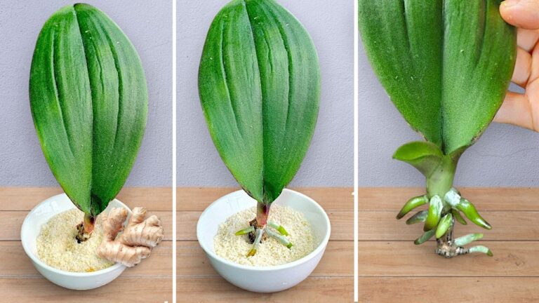 5 einfache Schritte zu blühenden Orchideen mit Ingwer für ganzjährige Wurzeln