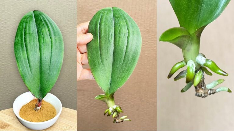 1 Geheimnis: So pflanzt du 1 Orchideenblatt und zum Blühen bringt es Wurzeln!