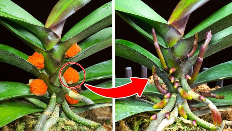 5 einfache Tipps für kostenlosen Dünger und blühende Blumen über Nacht!
