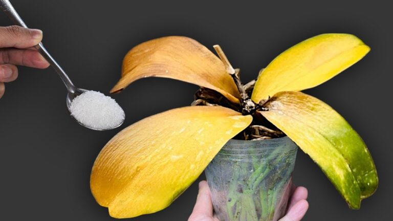 Reviviere deine Orchidee mit 1 Löffel – für blühende Schönheit das ganze Jahr!